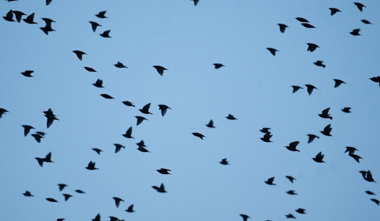 L.A. Backyard Birds Defy Gloomy Trend Hitting The Rest Of North America