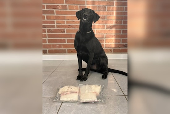 K9 Snoop Helps Hamilton Cops Nab 6.4 Pounds of Meth on Neilan Boulevard