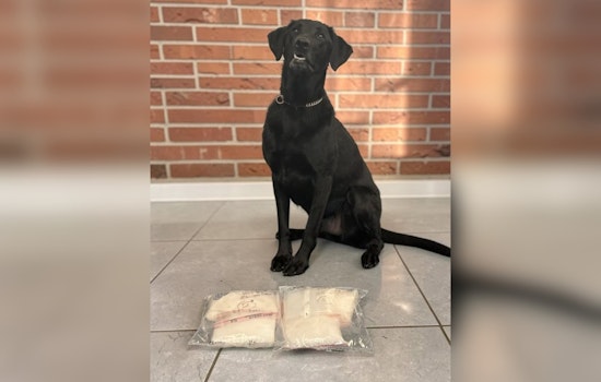 K9 Snoop Helps Hamilton Cops Nab 6.4 Pounds of Meth on Neilan Boulevard