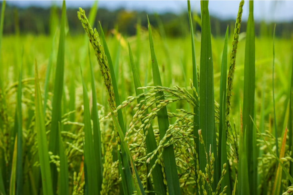 Kauai Fields Ace Japanese Rice Test In Just 97 Days