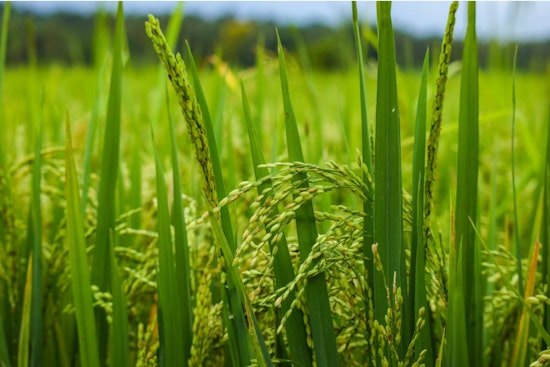 Kauai Fields Ace Japanese Rice Test In Just 97 Days