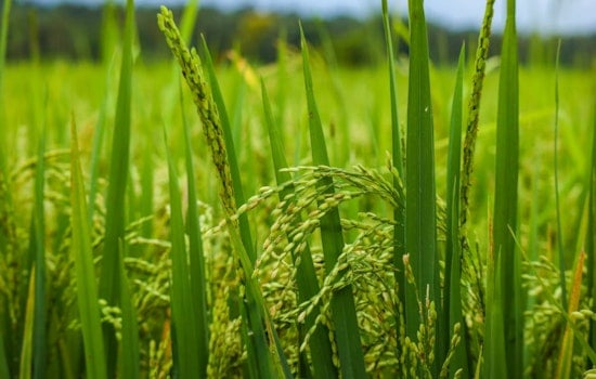 Kauai Fields Ace Japanese Rice Test In Just 97 Days