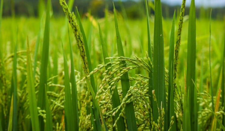 Kauai Fields Ace Japanese Rice Test In Just 97 Days
