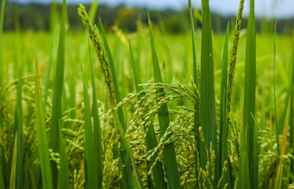 Kauai Fields Ace Japanese Rice Test In Just 97 Days