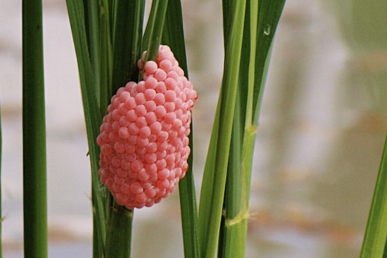 Kayaks, Spikes and a Pink Egg War as San Antonio River Walk Battles Apple Snail Invasion