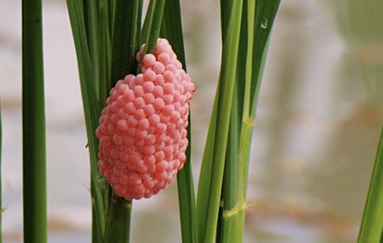 Kayaks, Spikes and a Pink Egg War as San Antonio River Walk Battles Apple Snail Invasion