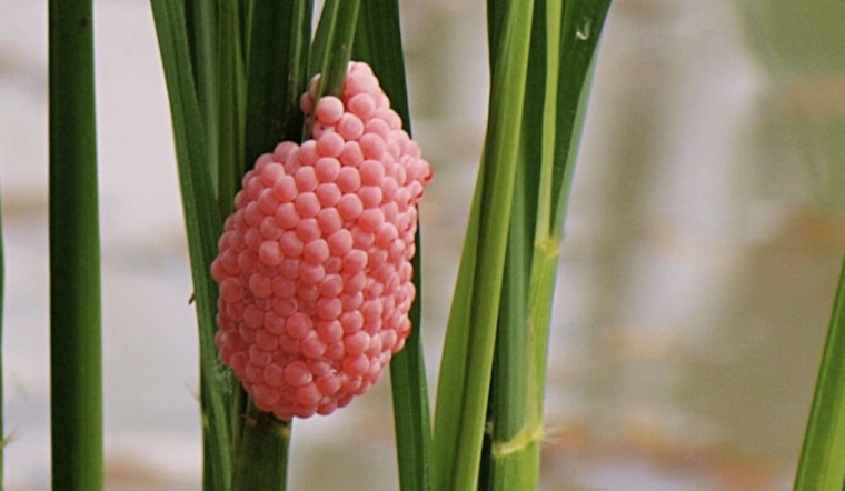 Kayaks, Spikes and a Pink Egg War as San Antonio River Walk Battles Apple Snail Invasion