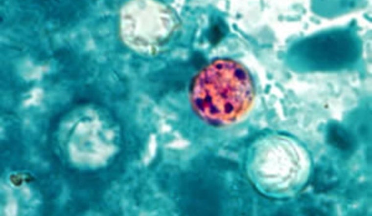 Knox County Confirms Two Cases Of ‘Explosive Diarrhea’ Parasite