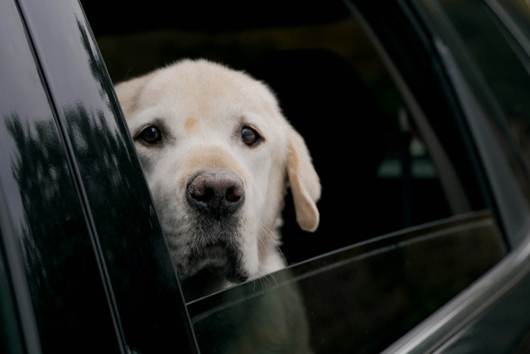 Knoxville Pet Panic: Shelter Swamped With Hot Car Calls As Heat Rises