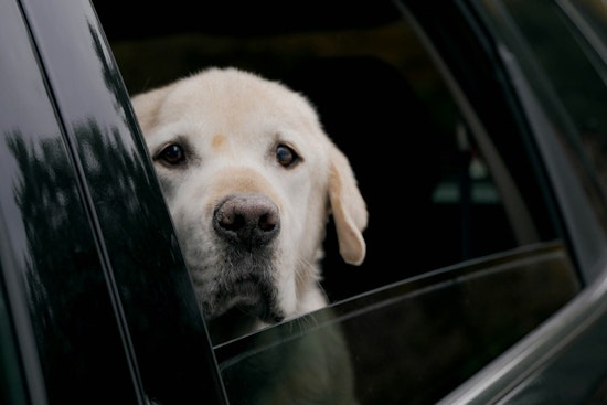 Knoxville Pet Panic: Shelter Swamped With Hot Car Calls As Heat Rises