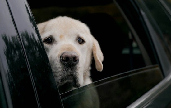 Knoxville Pet Panic: Shelter Swamped With Hot Car Calls As Heat Rises