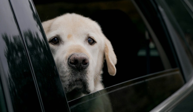 Knoxville Pet Panic: Shelter Swamped With Hot Car Calls As Heat Rises