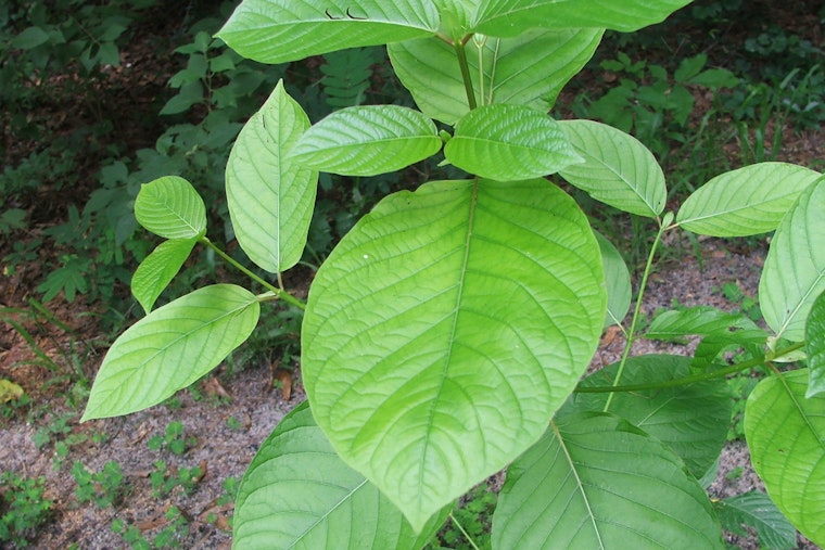 Knoxville Widower Sounds Alarm On Kratom After Wife’s Death
