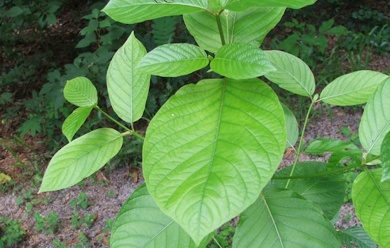 Knoxville Widower Sounds Alarm On Kratom After Wife’s Death