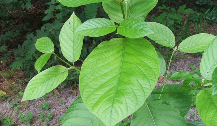 Knoxville Widower Sounds Alarm On Kratom After Wife’s Death