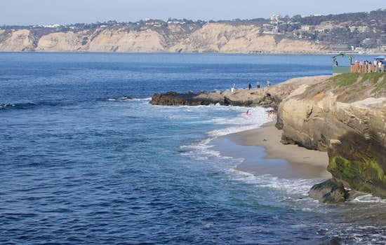 La Jolla Erupts After Shocking Sea Lion Kick Caught on Camera