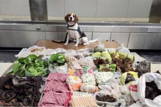 L.A. Sniffer Dog Busts Suitcase Stuffed With Meat, Mangoes And Lizard Parts