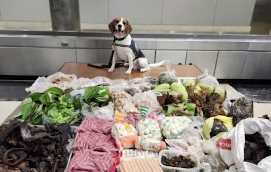 L.A. Sniffer Dog Busts Suitcase Stuffed With Meat, Mangoes And Lizard Parts