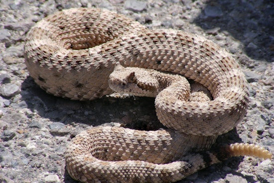 Lake Oroville Backyard Snake Nightmare Ends After 54 Vials of Antivenom