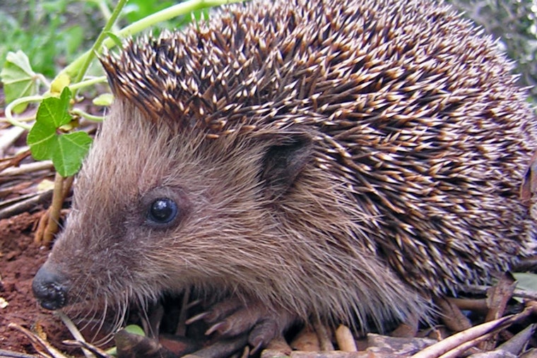 Leeds Hedgehog Honey Dies After Vile Blue-And-Yellow Paint Attack