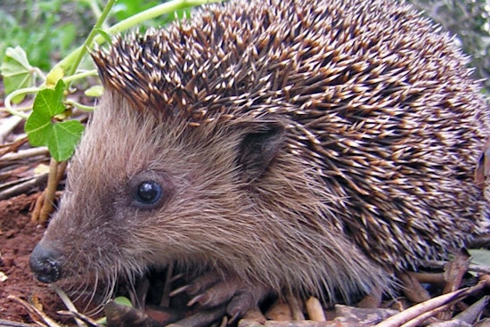 Leeds Hedgehog Honey Dies After Vile Blue-And-Yellow Paint Attack