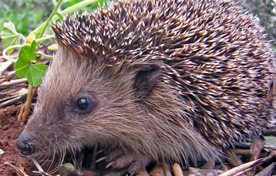 Leeds Hedgehog Honey Dies After Vile Blue-And-Yellow Paint Attack
