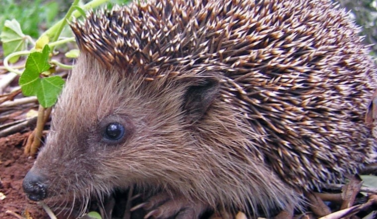 Leeds Hedgehog Honey Dies After Vile Blue-And-Yellow Paint Attack