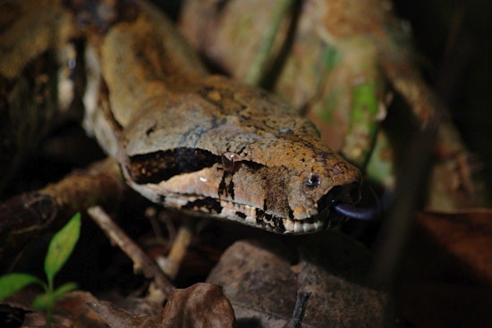 Linguini On The Loose: Plymouth On Edge Over Runaway 10-Foot Boa