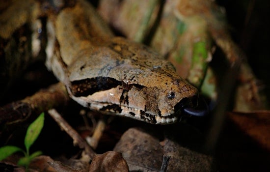 Linguini On The Loose: Plymouth On Edge Over Runaway 10-Foot Boa