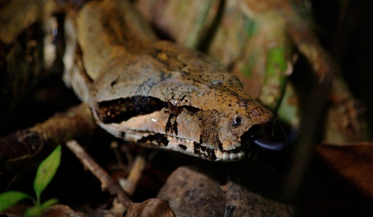Linguini On The Loose: Plymouth On Edge Over Runaway 10-Foot Boa