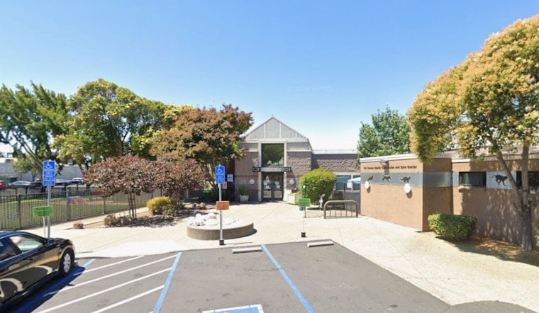 Livermore Hero Saves 16 Abandoned Puppies After Walmart Lot Scare