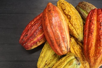 Local Chocolate Maker Snaps Up Dole’s Waialua Cacao Fields