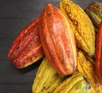 Local Chocolate Maker Snaps Up Dole’s Waialua Cacao Fields