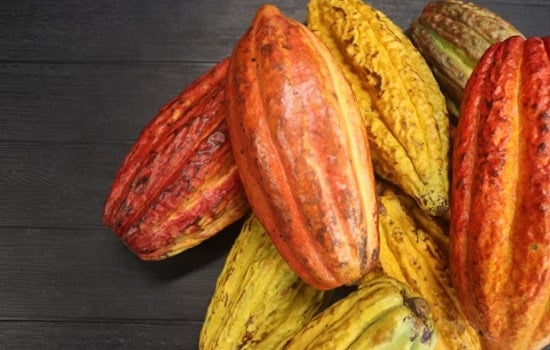 Local Chocolate Maker Snaps Up Dole’s Waialua Cacao Fields
