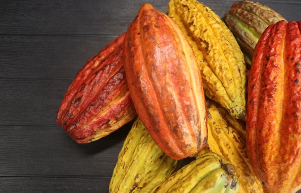 Local Chocolate Maker Snaps Up Dole’s Waialua Cacao Fields