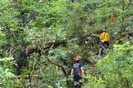 Logger Pinned By Falling Tree Saved In Risky Forest Park Hillside Rescue