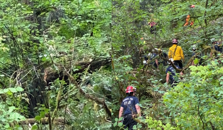 Logger Pinned By Falling Tree Saved In Risky Forest Park Hillside Rescue
