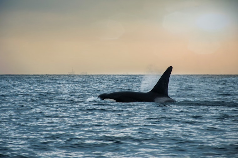 Lone Orca Crashes Montauk Dolphin Party 10 Miles Off Shore