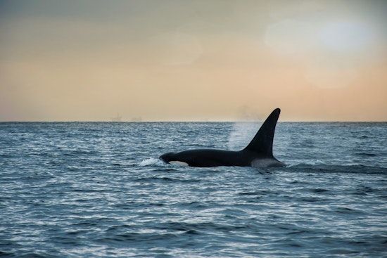 Lone Orca Crashes Montauk Dolphin Party 10 Miles Off Shore