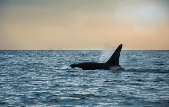 Lone Orca Crashes Montauk Dolphin Party 10 Miles Off Shore
