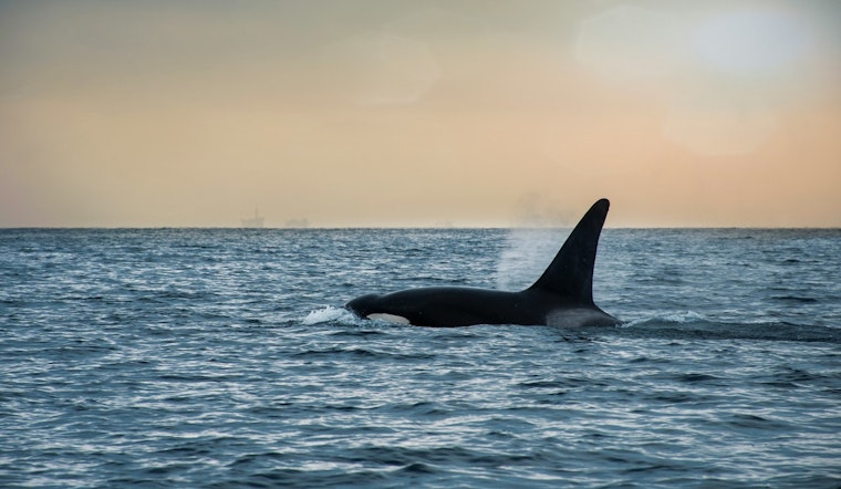 Lone Orca Crashes Montauk Dolphin Party 10 Miles Off Shore