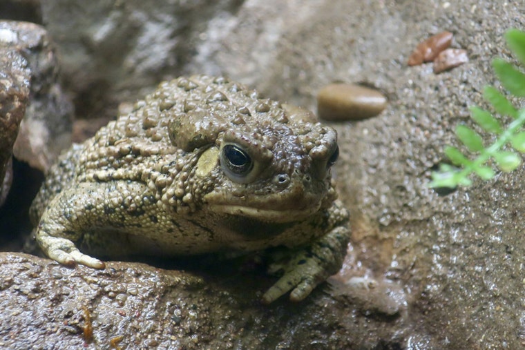 Lonely Vegas Toad Breaks 65-Year Silence at Springs Preserve