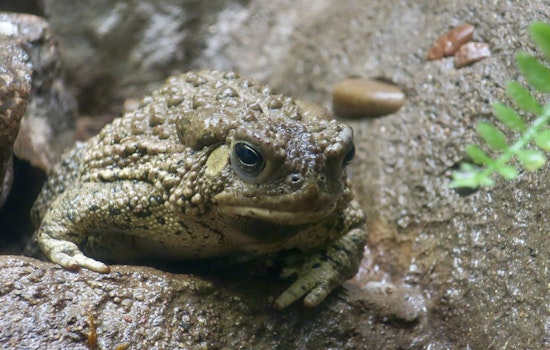 Lonely Vegas Toad Breaks 65-Year Silence at Springs Preserve