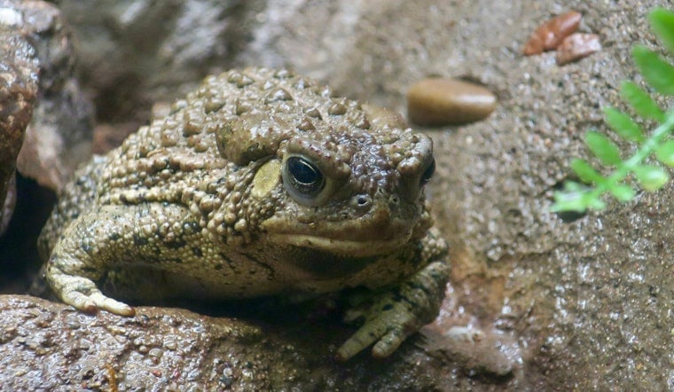 Lonely Vegas Toad Breaks 65-Year Silence at Springs Preserve