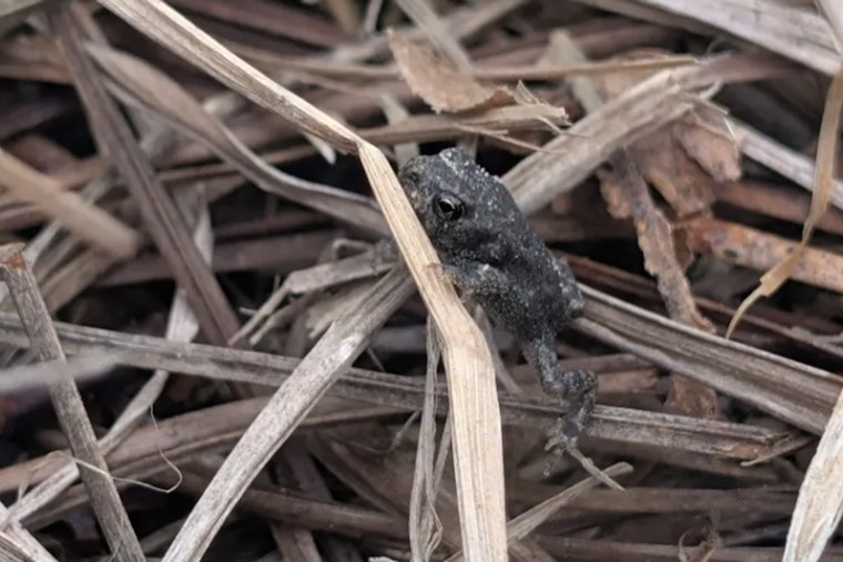 Lost For 50 Years, Houston Toad Hops Back Into Texas Spotlight