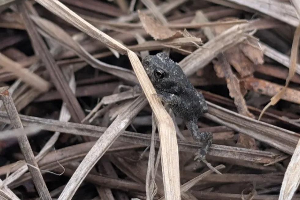 Lost For 50 Years, Houston Toad Hops Back Into Texas Spotlight