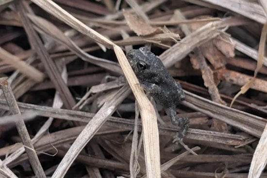 Lost For 50 Years, Houston Toad Hops Back Into Texas Spotlight