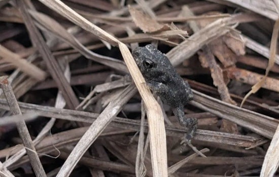 Lost For 50 Years, Houston Toad Hops Back Into Texas Spotlight