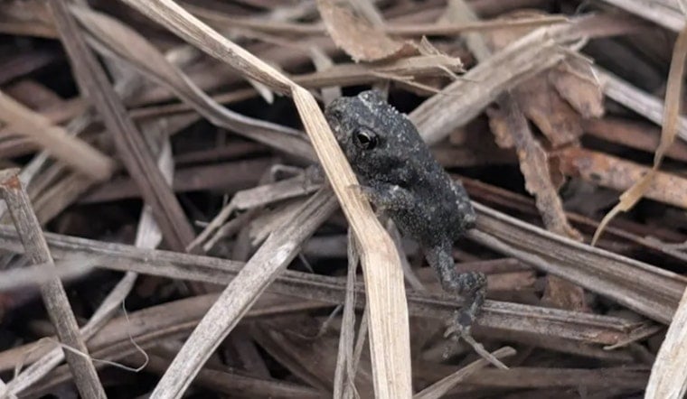 Lost For 50 Years, Houston Toad Hops Back Into Texas Spotlight