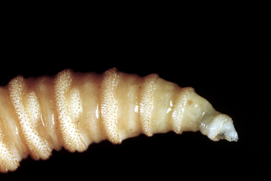Maitland Man Arrested in Screwworm Import Crackdown